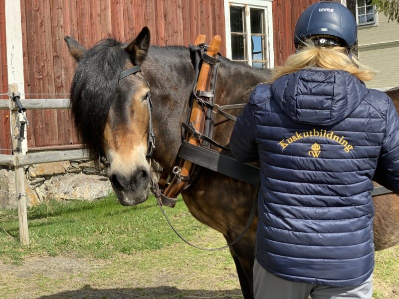 Nordsvensk brukshäst tittar in i kameran medan kvinna tar ned tömmarna. På kvinnans jacka står det kuskutbildning på ryggen