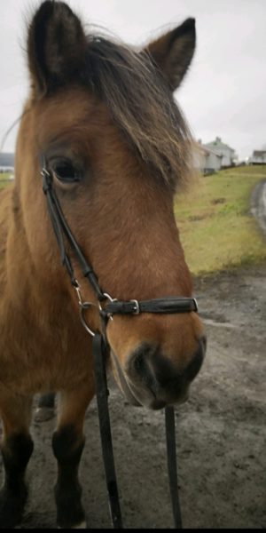 här ser man en brunblack islandshäst i träns framifrån