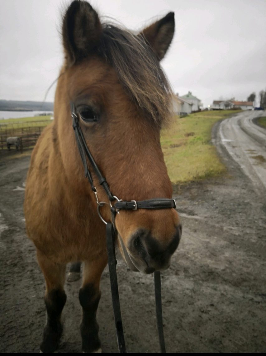 här ser man en brunblack islandshäst i träns framifrån