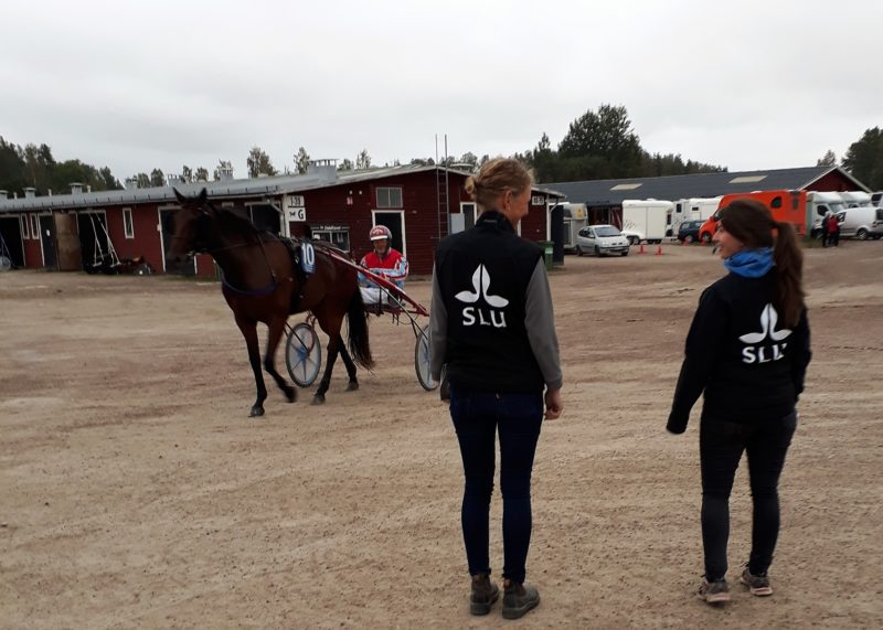 På stallbacken på Romme travbana ser man en varmblodstravare med kusk samt ryggtavlan på Malin Connysson som har en väst med stor SLU-logoyp tryckt på.