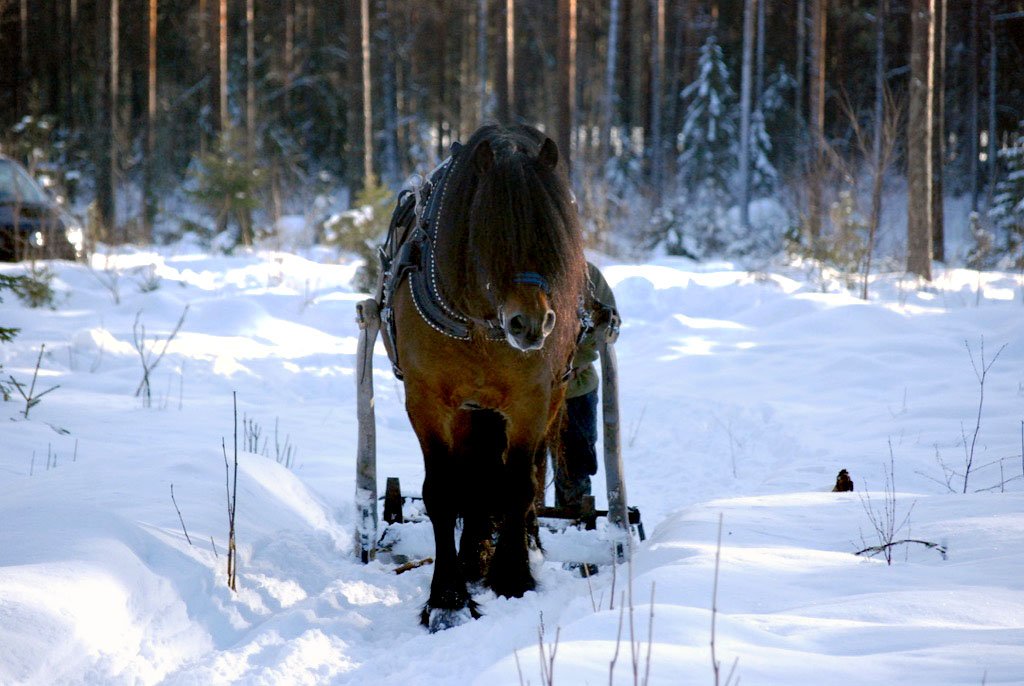 Brun nordsvensk med svart man syns framifrån dra stötting genom snön. I skogen i utbildningsort Rättvik.