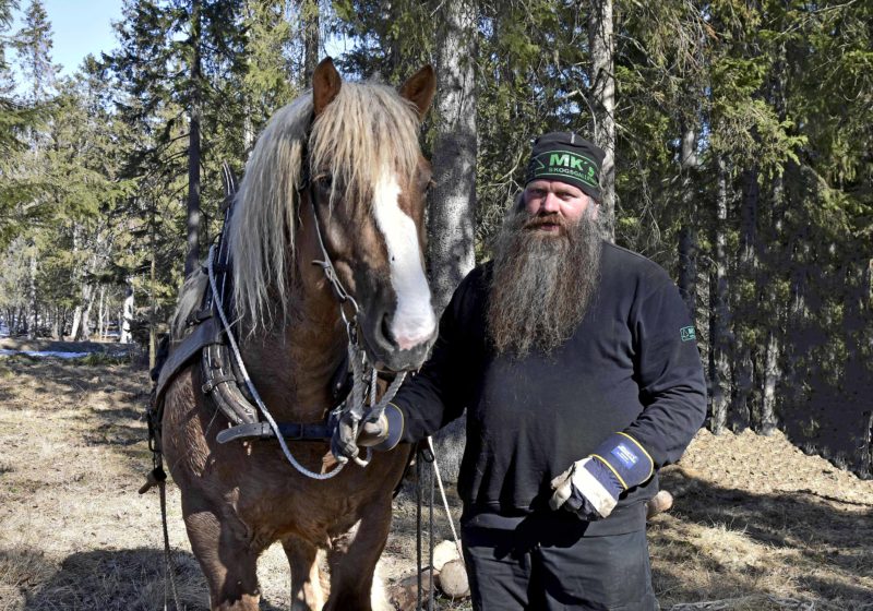 Selad ardenner i skogen. Bredvid står en man i mössa och långt mörkgrått skägg. Han har mörka kläder och arbetshandskar på.