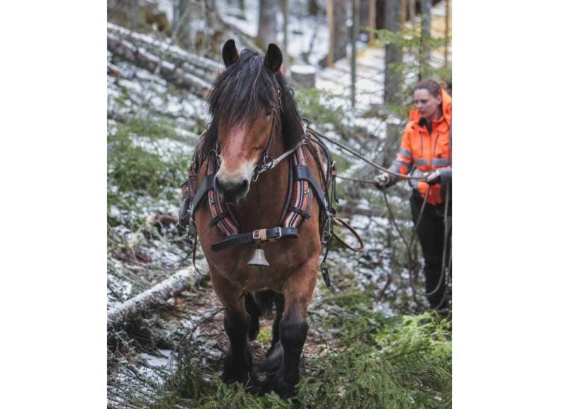 brun ardenner i skog med kusk som går bakom. marken är lätt pudrad med snö