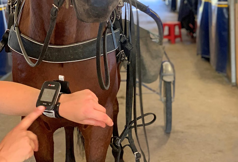 Selad häst i stallgång. I förgrunden syns en arm med pulsklocka på. Ett av verktygen som ingår att hantera i kursen träningsfysiologi.