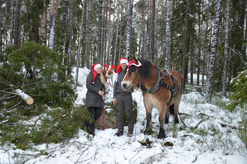 Tre personer i tomteluvor står i en snöig skog med en stor häst. Träd omger dem, och en person håller i hästens tyglar.