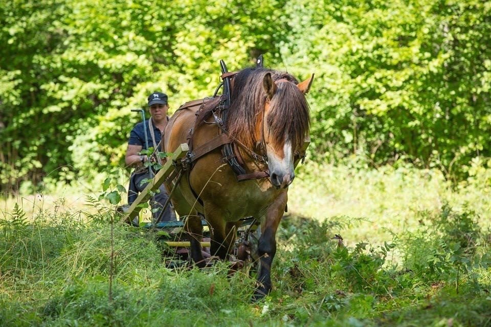 Ardenner trampar genom sommargrönska