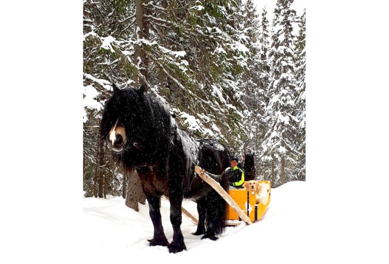 Nordsvensk brukshäst med lång man drar släde genom vinterlandskap. Snön ligger på granarna