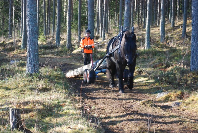 brukshästkörning. På en enkel skogsväg genom vackert gallrad tallskog drar en svart häst timmer med en kusk i varseljacka gående bakom sig.