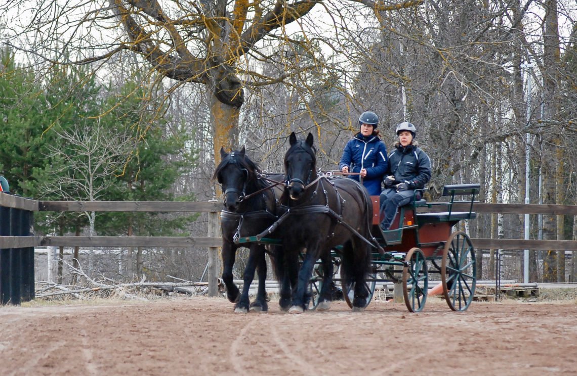 Två svarta kallblodstravarae drar klassisk gammelvagn