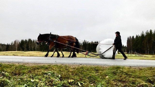 Nordsvensk brukshäst syns från sidan. Bakom hästen ser man fölben. Kvinna går bakom med tömmar i hand. Hästen drar en vit rundbal.