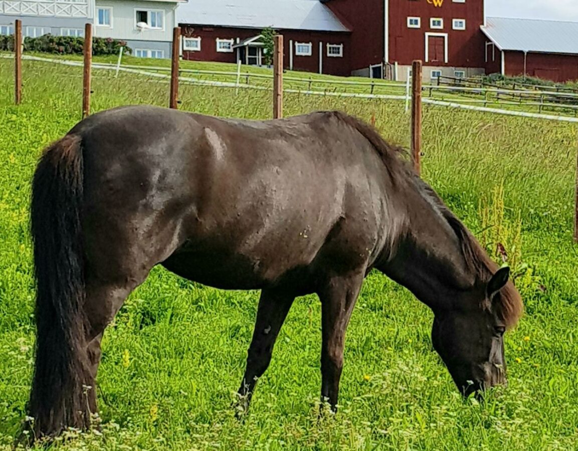 Ásrún frá Ármóti betar på grönt gräs framför en röd lada och ett vitt hus på gården under en delvis molnig himmel.