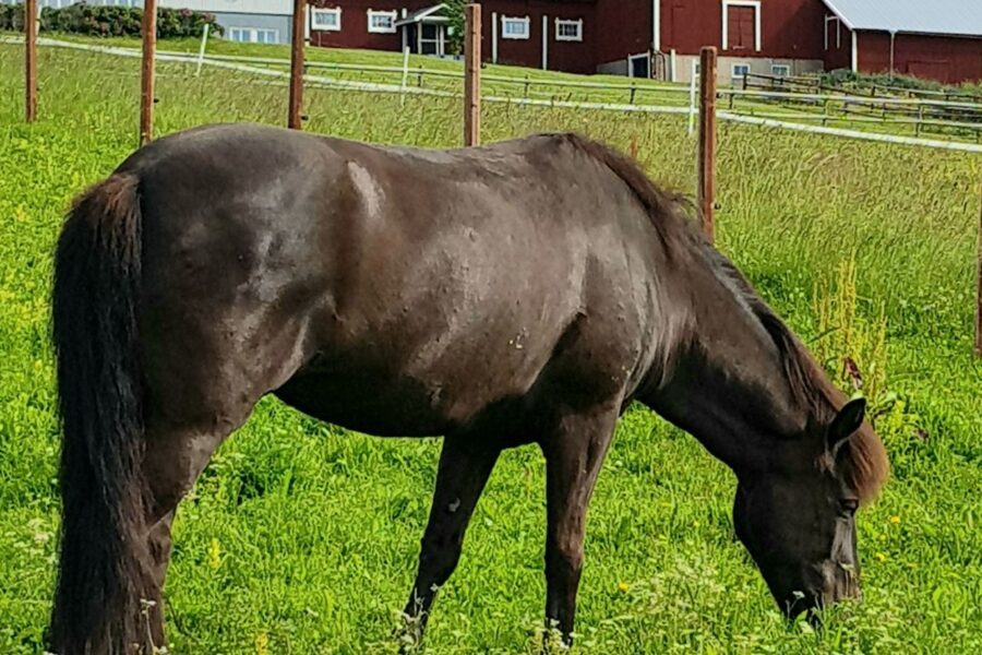 Ásrún frá Ármóti betar på grönt gräs framför en röd lada och ett vitt hus på gården under en delvis molnig himmel.