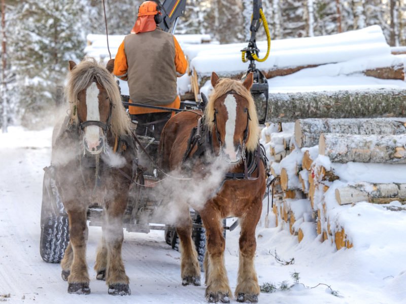 Två brukshästar framför en griplastarvagn. Det är vinter, snö på marken och hästarnas utandningsluft syns som tjocka rökstrimmor. En man från Hästens Storskogsentreprenad står på vagnen med ryggen vänd mot oss och lastar timmer.