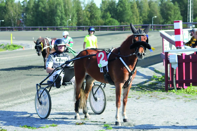 Fuxfärgat gotlandsruss på väg av banan med kusk Hugo i sulkyn.