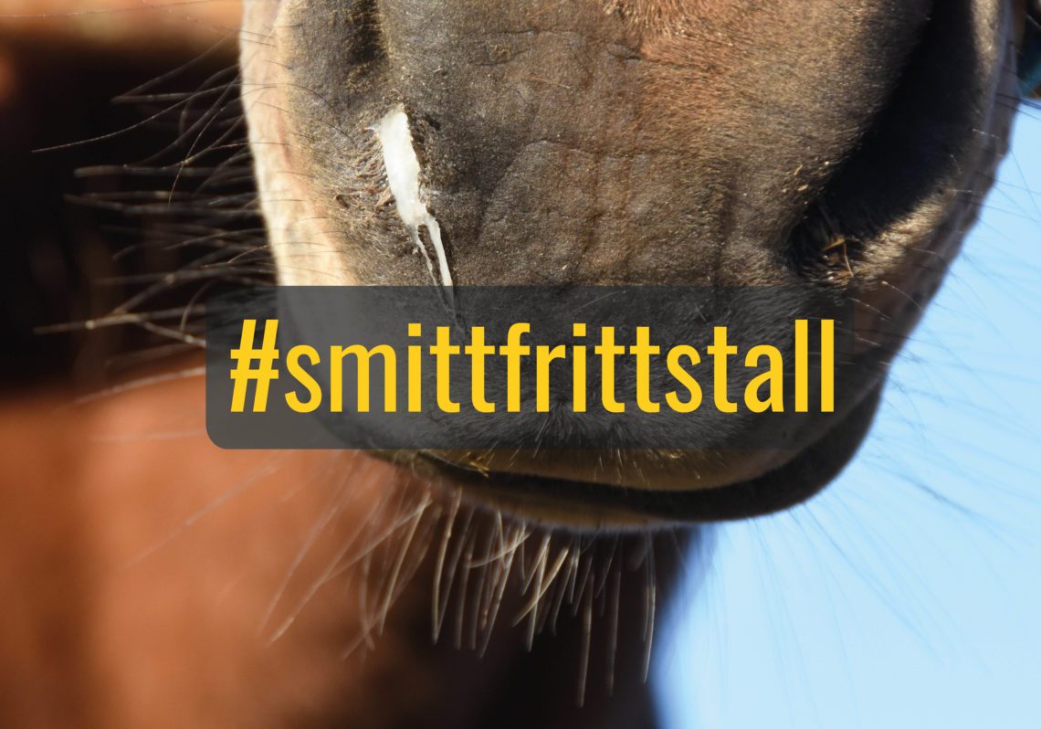 Närbild på mule med vit sörja i ena näsborren. Text #smittfrittstall i gult över bilden