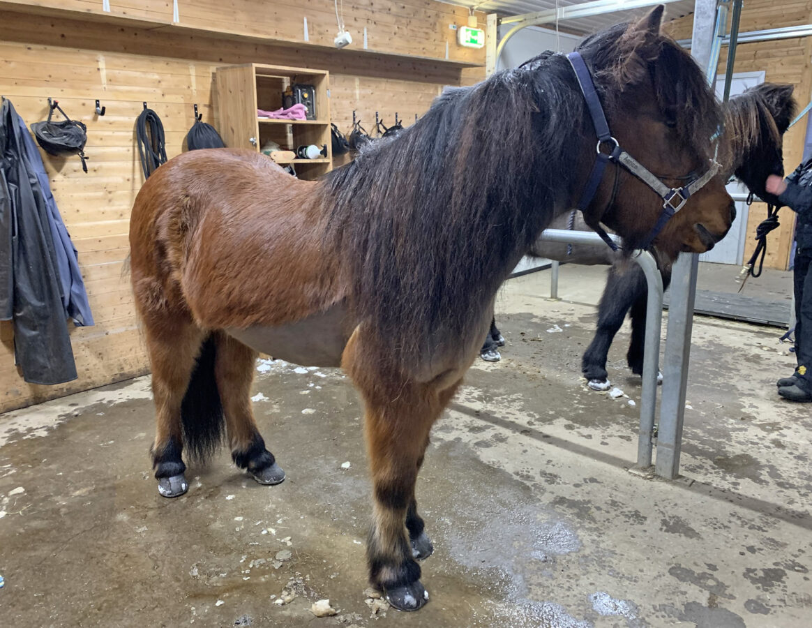 Brun islandshäst med svart man står i ett stall