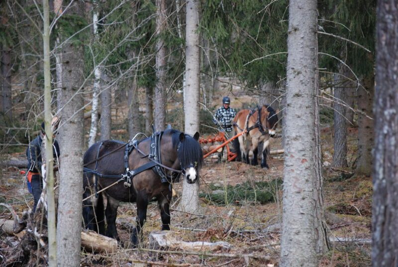 I förgrunden en mörkbrun nordsvensk och längre bak mellan stammarna i skogen syns en ljusbrun nordsvensk med en man i rutig skjorta som håller i tömmarna