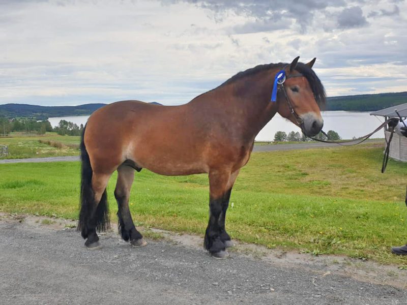 Nordsvensk brukshäst uppställd med rosett efter avelsvärdering.