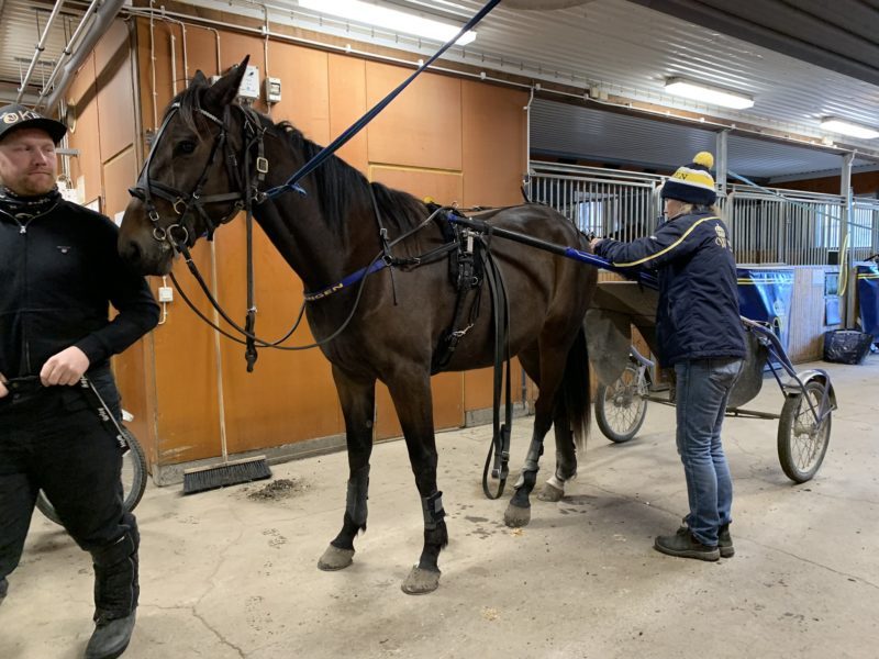 Häst uppställd på stallgången med sele på