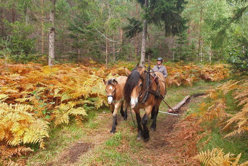 kvinna går bakom en nordsvensk brukshäst med en unghäst vid sidan och ett föl bredvid