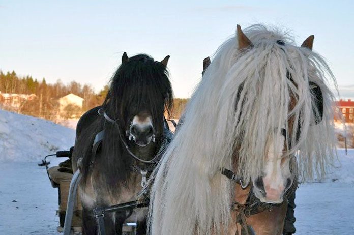 Nordsvenska brukshästar på rad i vinterlandskap