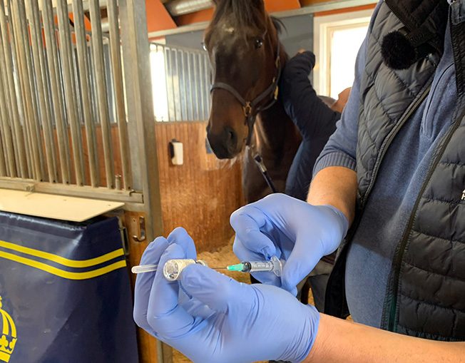 Två plasthandskeförsedda händer håller i en vaccinspruta i ett stall. En varmblodstravare i en box syns i bakgrunden.