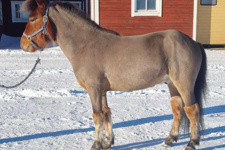 Ponny står framför stallarna på Wången, Det är snö på marken. Ponnyn är klippt. förutom på huvud och ben.