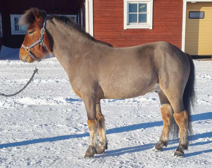 Ponny står framför stallarna på Wången, Det är snö på marken. Ponnyn är klippt. förutom på huvud och ben.