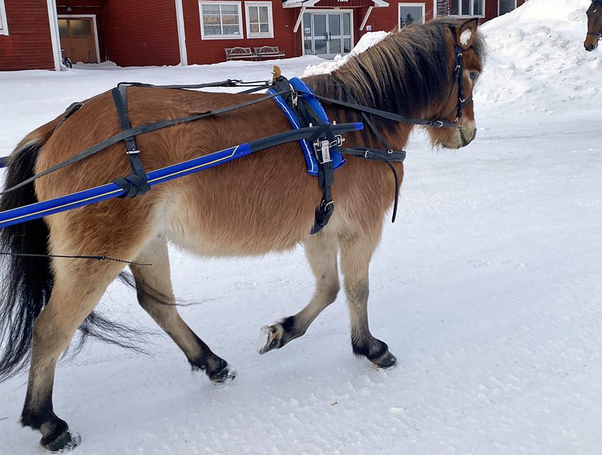 Ett gotlandsruss syns spänd för en vagn trava ut på stallbacken på snötäckt underlag