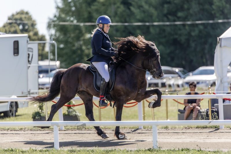 Kvinna i kavaj och vita ridbyxor rider en islandshäst i tölt