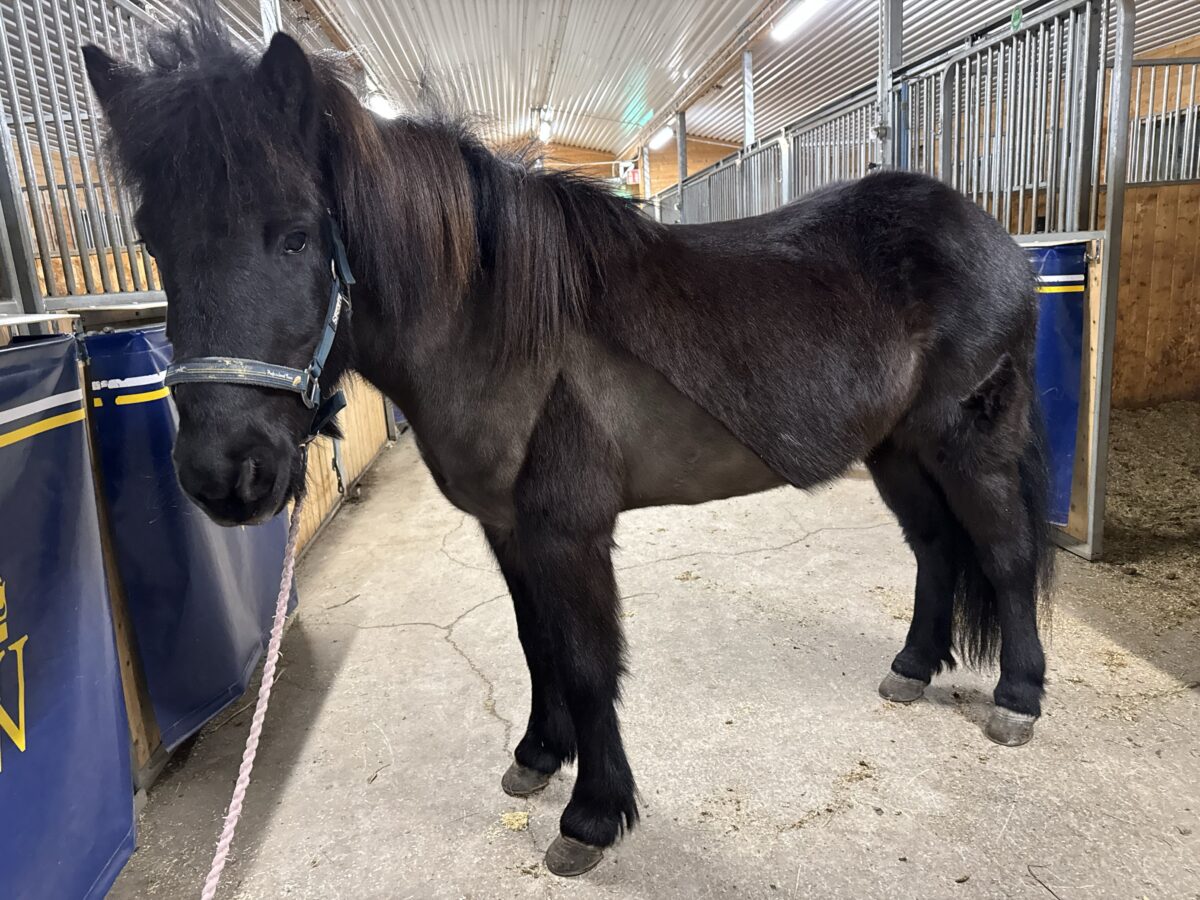 En svart häst som heter Oskadís står i ett stall i grimma, med manen fallande åt sidan.