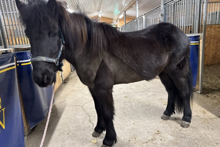 En svart häst som heter Oskadís står i ett stall i grimma, med manen fallande åt sidan.