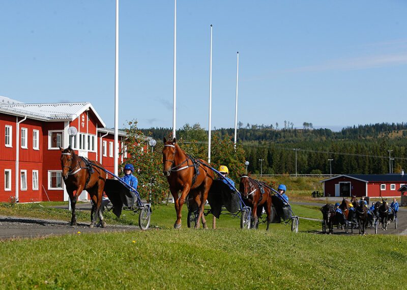 En klass elever kör varmblodstravare tillbaka till stallet från travbanan en solig höstdag.