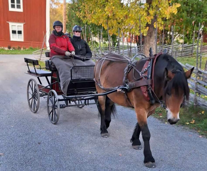 Två kvinnor sitter på kuskbocken under en filt en klar höstdag. Vagnen dras av en nordsvensk brukshäst. I bakgrundens syns en gärsgård, ett rött hus med vita knutar och träd med höstfärgade löv.