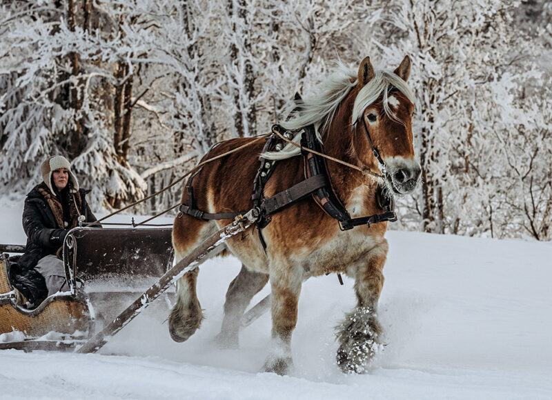 Kvinna kör släde genom ett vinterlandskap