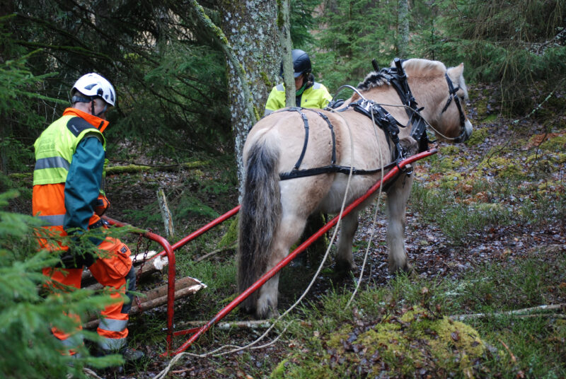 Två personer arbetar i skogen med en Fjording