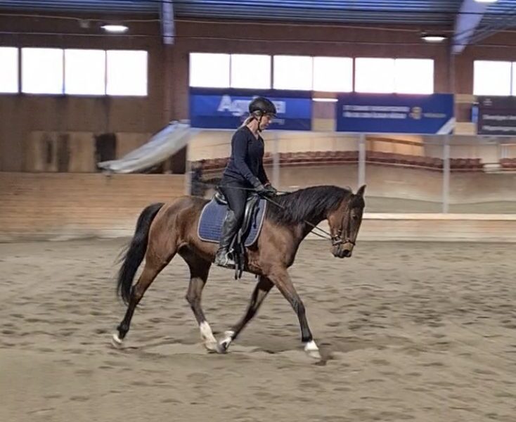 En person rider på en brun travhäst.