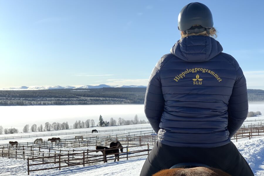 En ryttare tittar ut över ett soligt vinterlandskap hon har hjälm och en jacka som det står Hippologprogrammet på