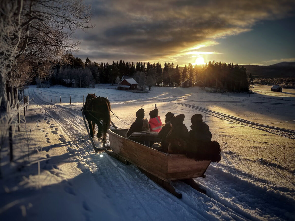 En häst drar en släde över ett snötäckt öppet landskap. Solen håller å att gå ned över grantopparna.