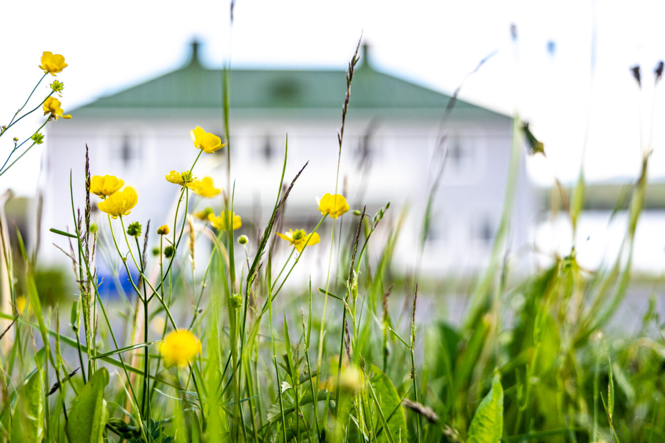 Gula blommor och grönt gräs frodas i förgrunden med en suddig vit byggnad i bakgrunden som är hotellbyggnaden Förvaltaren.