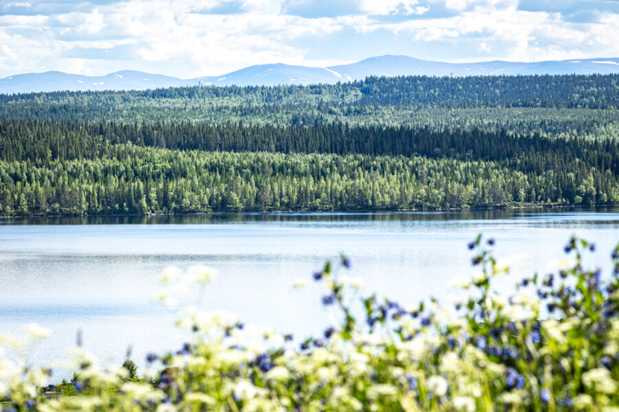 En naturskön utsikt över en sjö med täta gröna skogar och avlägsna fjäll under en blå himmel och vita moln, med suddiga vildblommor i förgrunden fångar platsens och omgivningarnas skönhet.